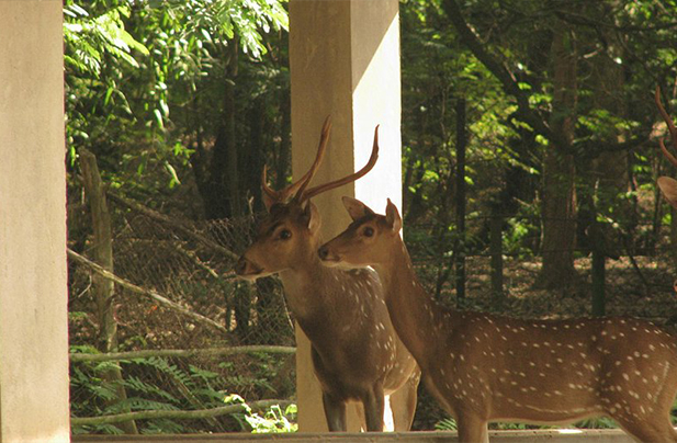 Ballavpur Wildlife Sanctuary